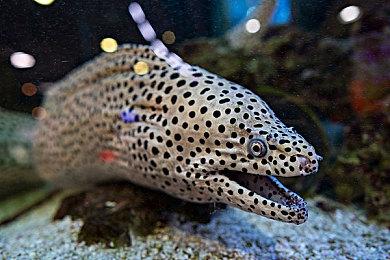 老滚5设计师承认B社游戏缺少打磨 但Bug多你也得发售